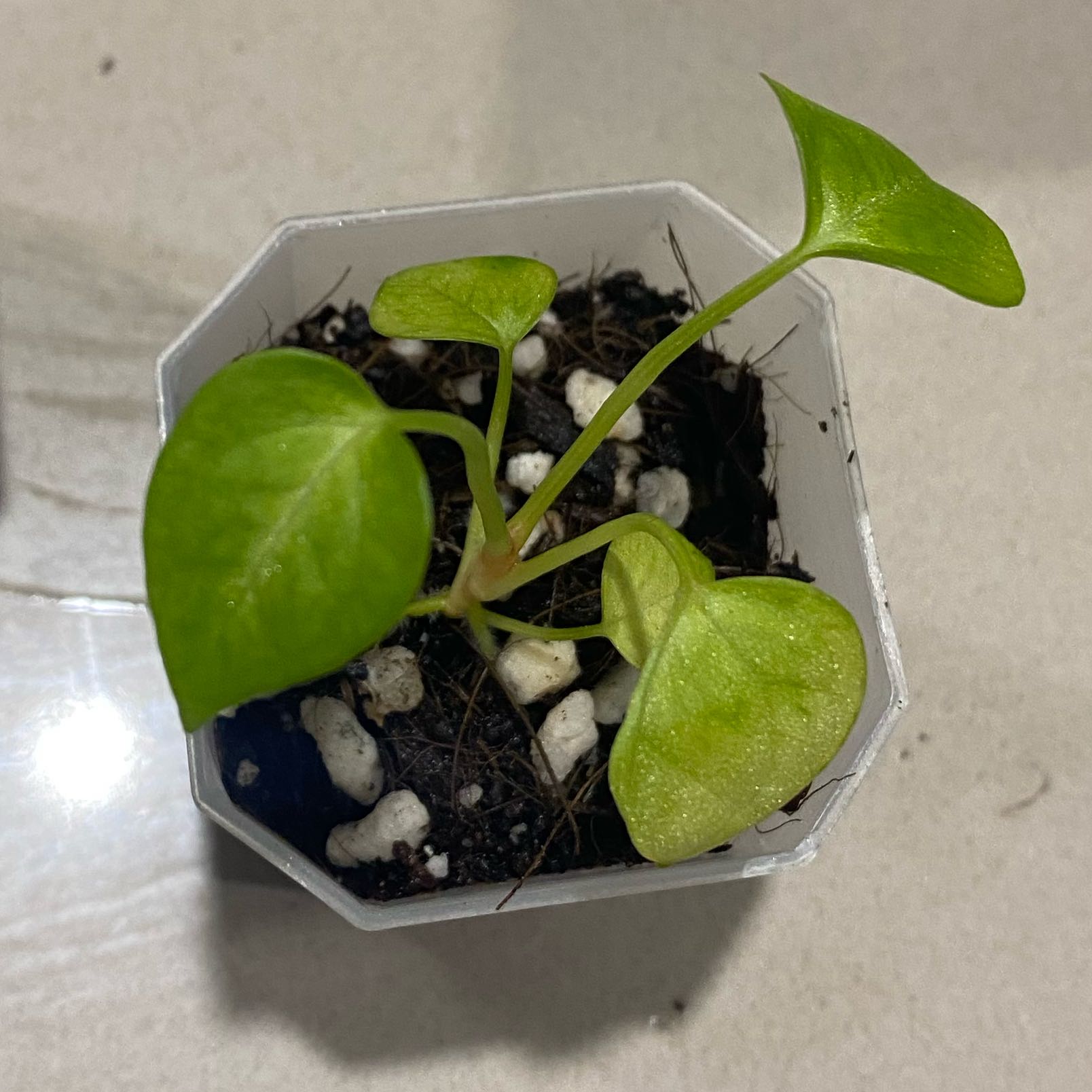 Young Anthurium magnificum plant in a small pot with healthy green leaves.