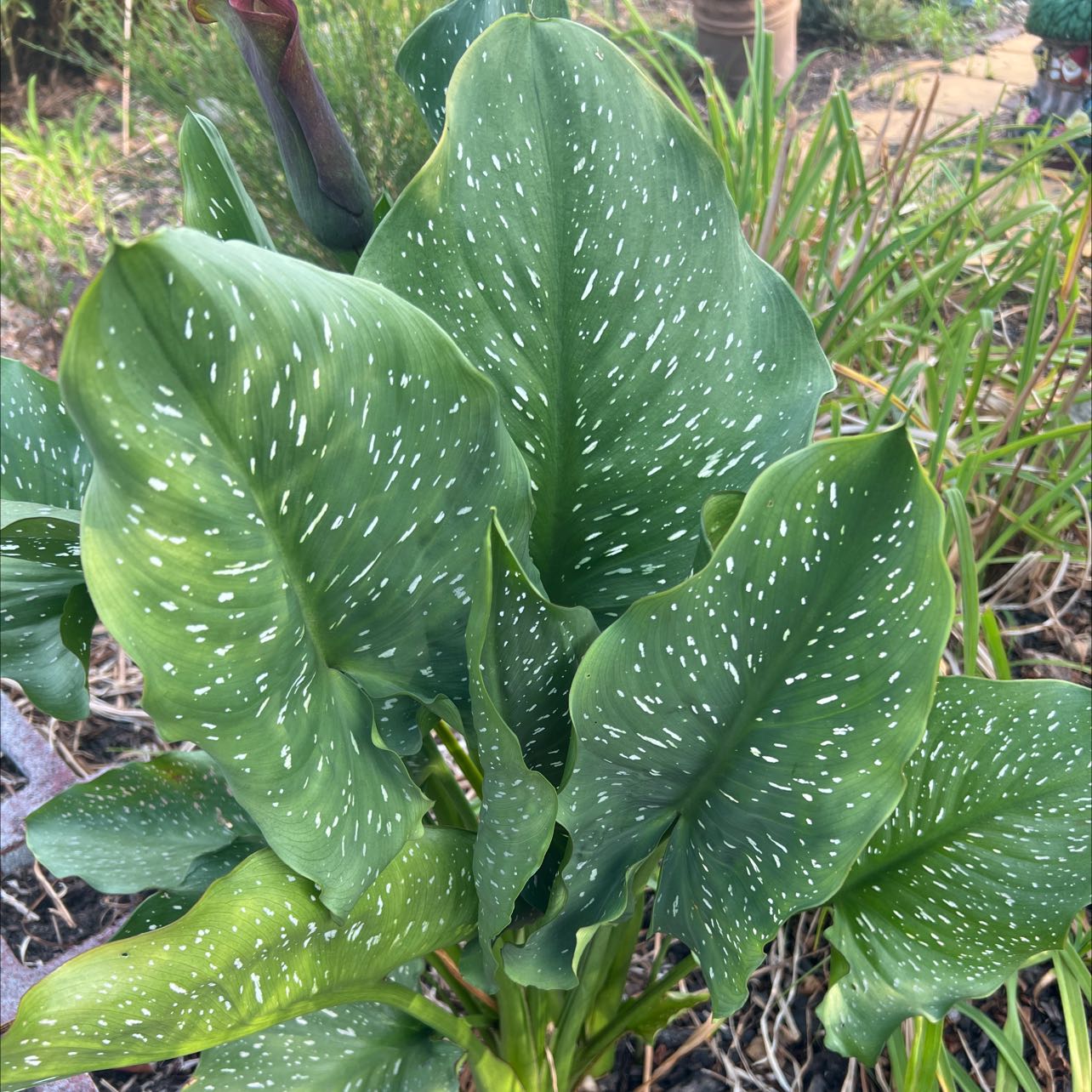 Spotted Calla Lily with characteristic white spots on green leaves.