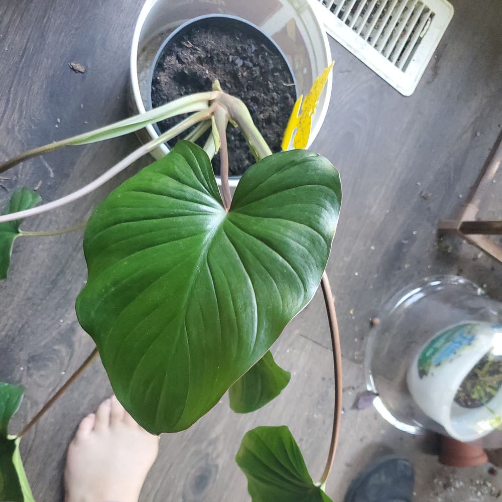 Homalomena DRR 'Riau Sumatra/Lindenii' | A plant by Homalomena DRR 'Riau Sumatra/Lindenii' | A plant by