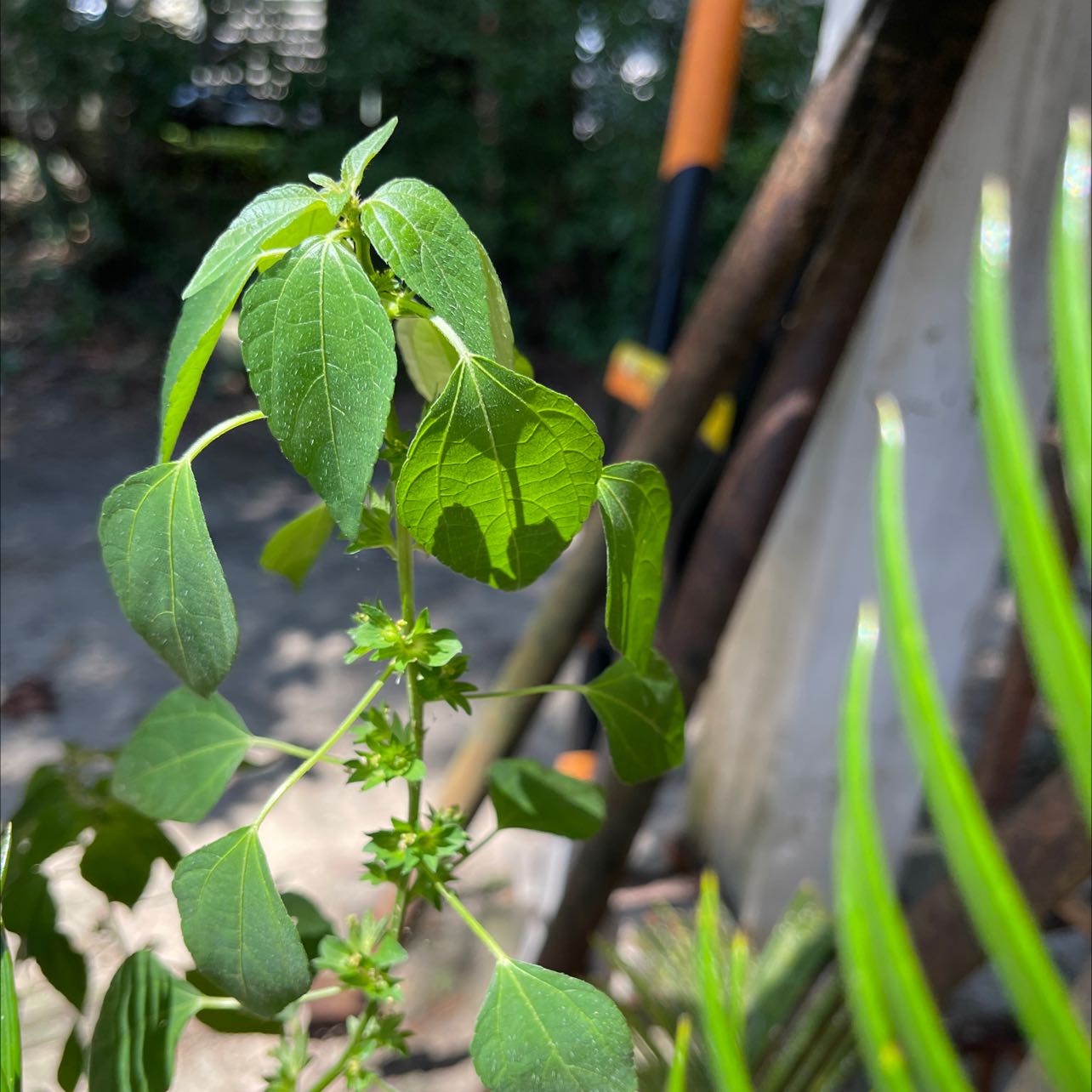 Photo of the plant species Acalypha Rhomboidea by @LuxuriousSedum named Your plant on Greg, the plant care app