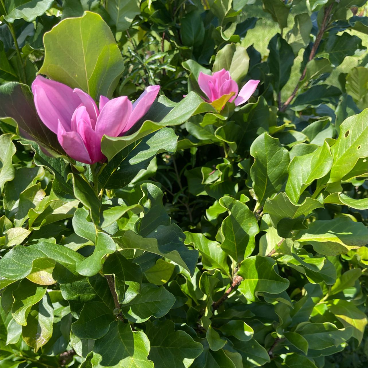 Mulan magnolia plant with green leaves and pink flowers, appearing healthy.