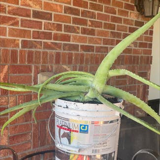 Aloe Vera plant in Byers, Colorado