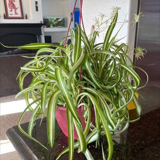 Spider Plant plant in Byers, Colorado
