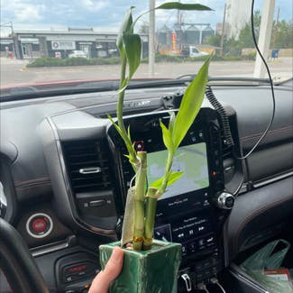 Lucky Bamboo plant in Byers, Colorado