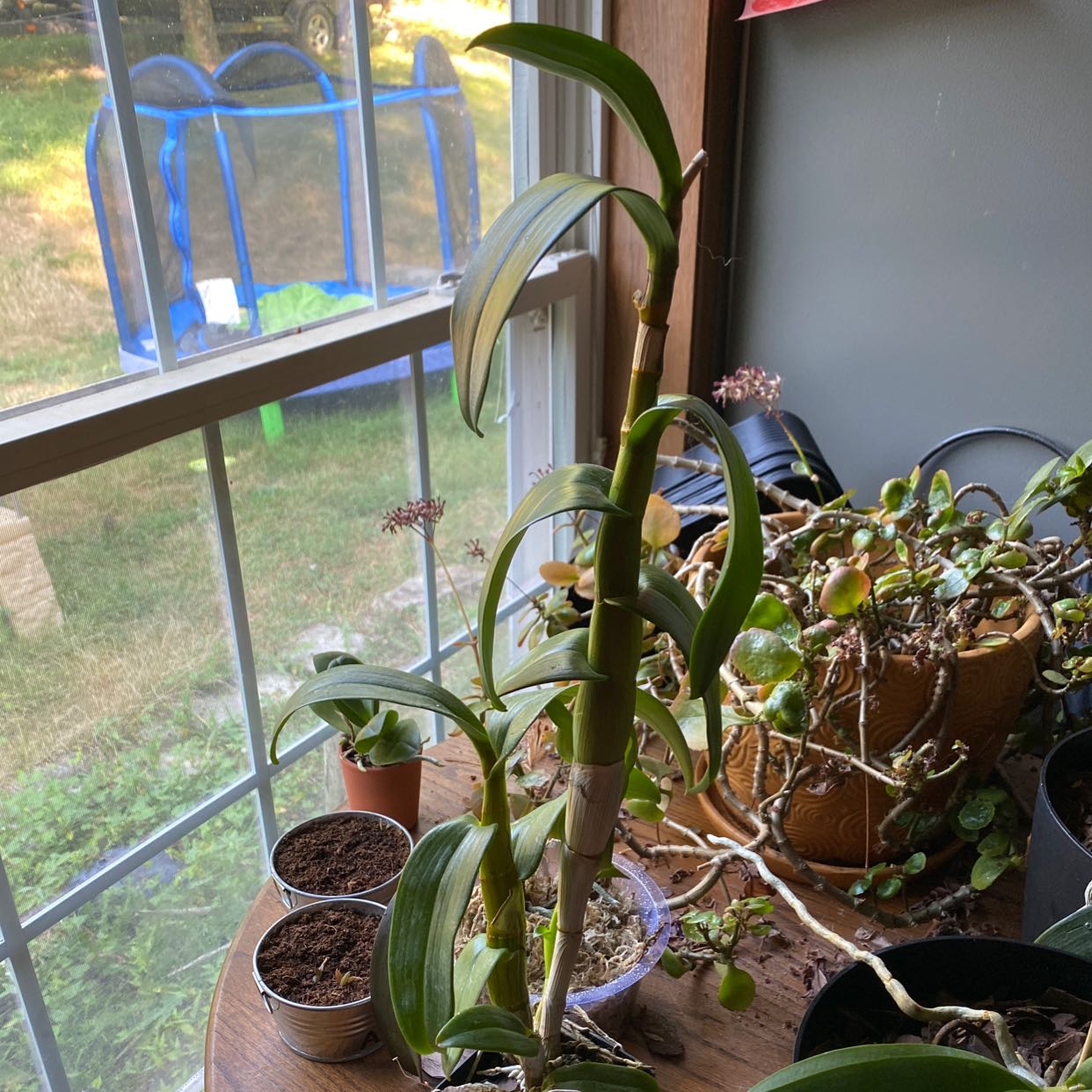 Indoor potted Dendrobium Phalaenopsis plant near a window with other plants in the background.