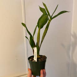 Noble Dendrobium plant