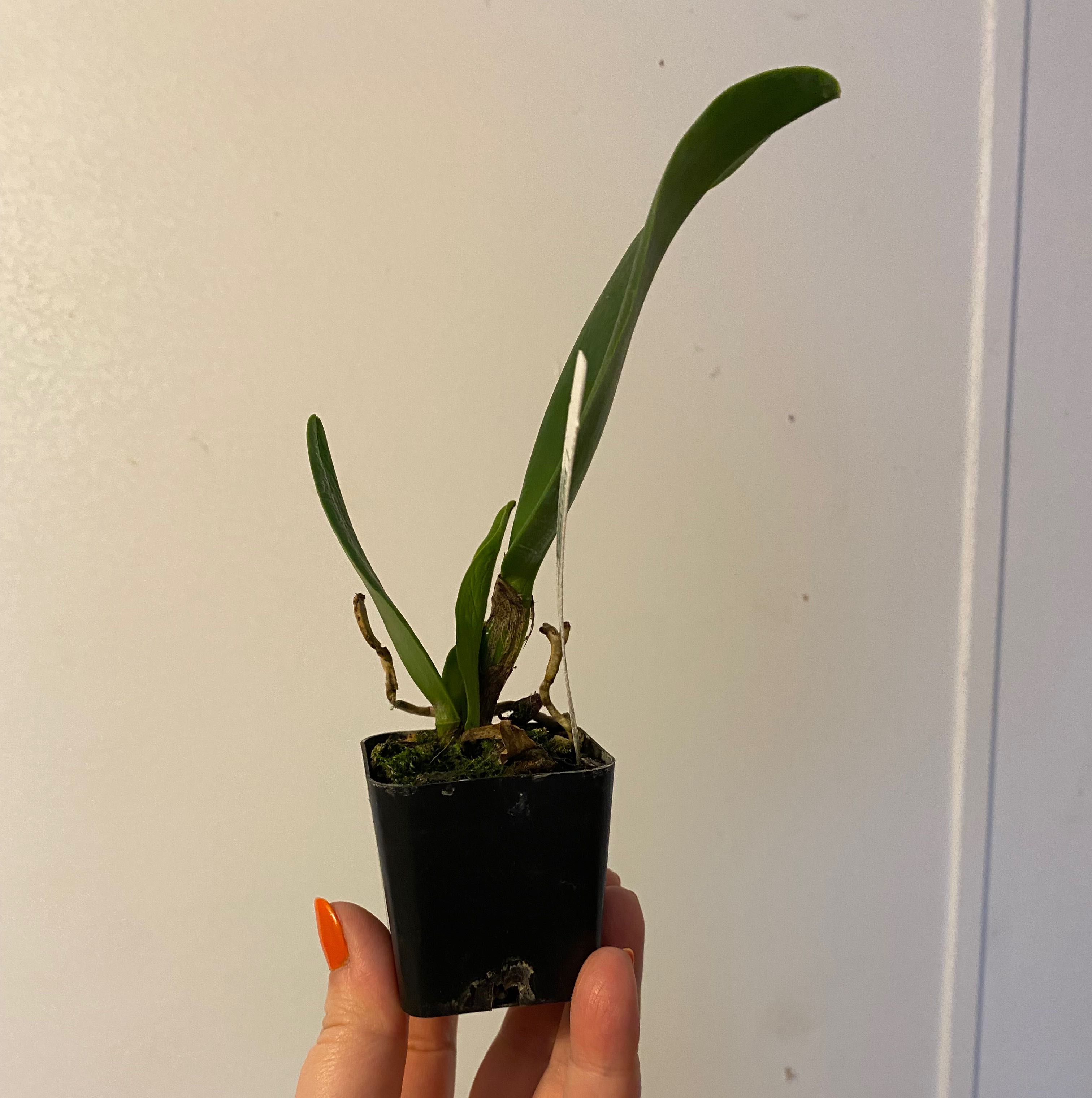 A small potted Cattleya Orchid plant with some browning leaves, held by a hand.