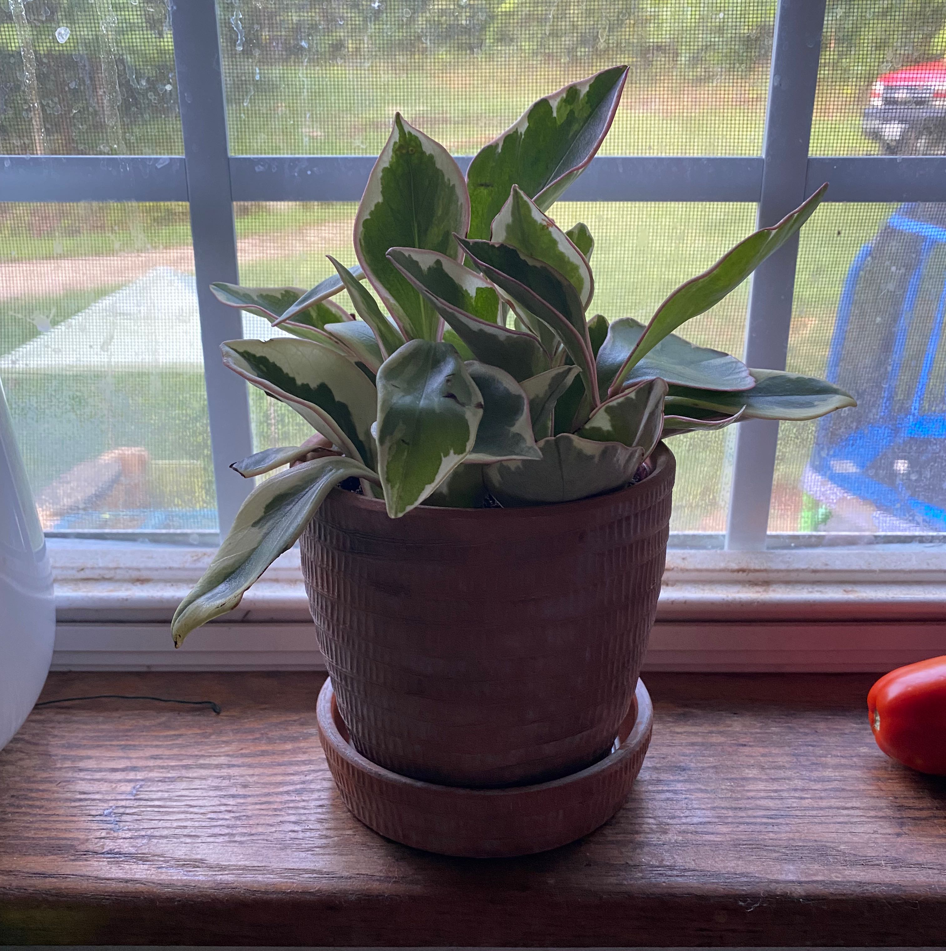 Jelly Peperomia plant in a pot on a windowsill with variegated green and white leaves.