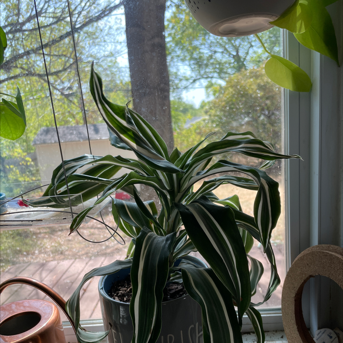 Dracaena 'Warneckii' plant on a windowsill with vibrant green and white striped leaves.