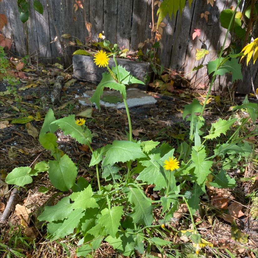 Common Sowthistle plant with green leaves and yellow flowers in an outdoor setting.