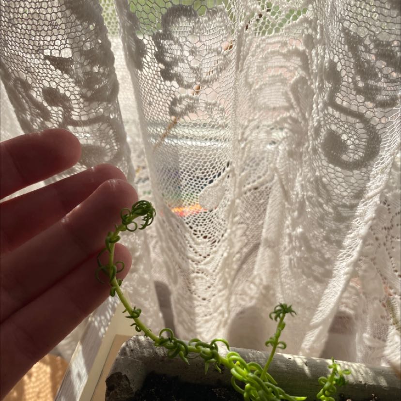 Plant care for Dwarf Vallisneria on Greg, the plant care app