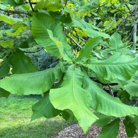 Photo of the plant species Big-Leaf Magnolia by Managerialphlox named Sherlock on Greg, the plant care app