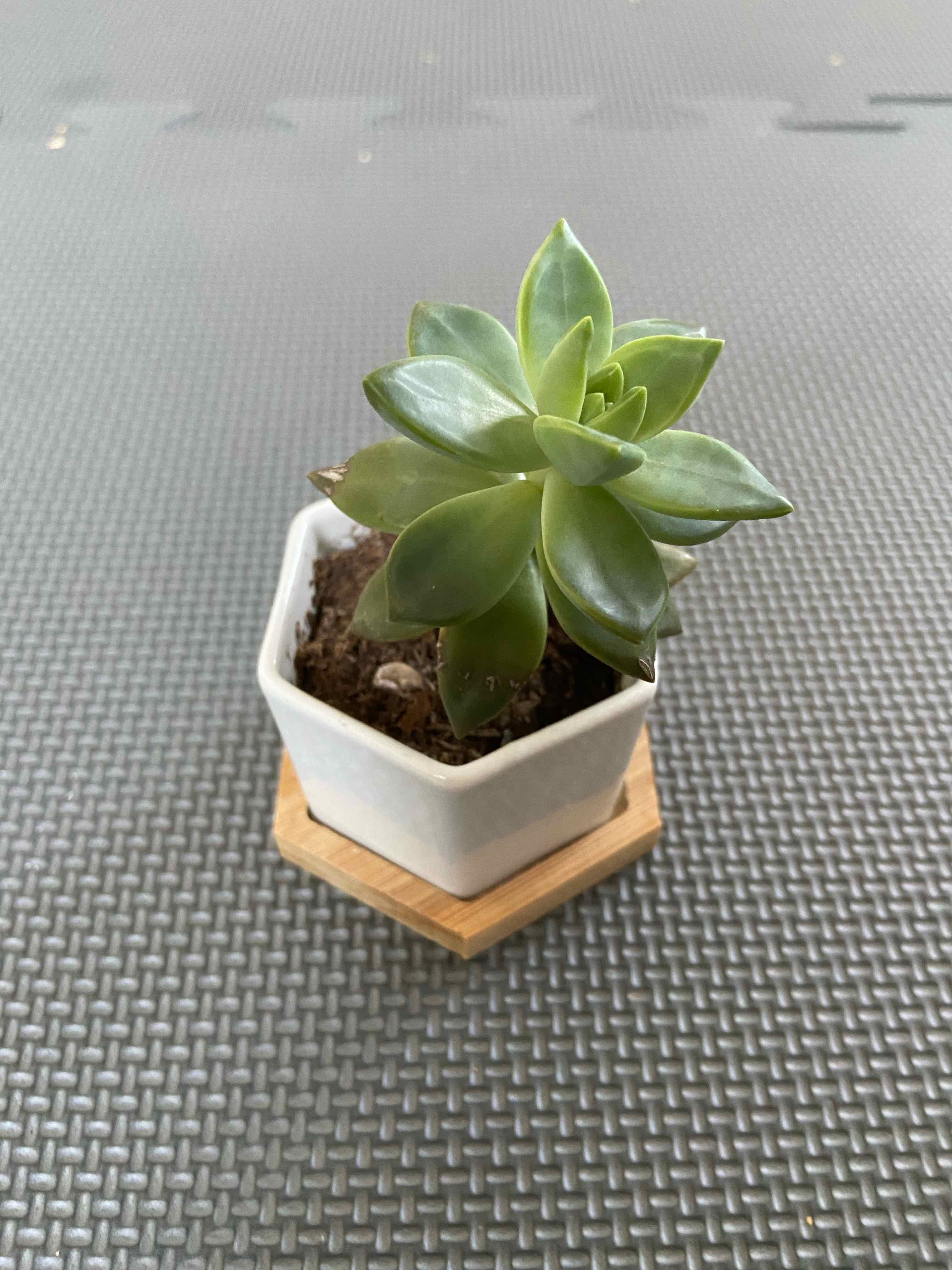 Healthy Graptoveria 'Fred Ives' plant in a white pot on a textured surface.
