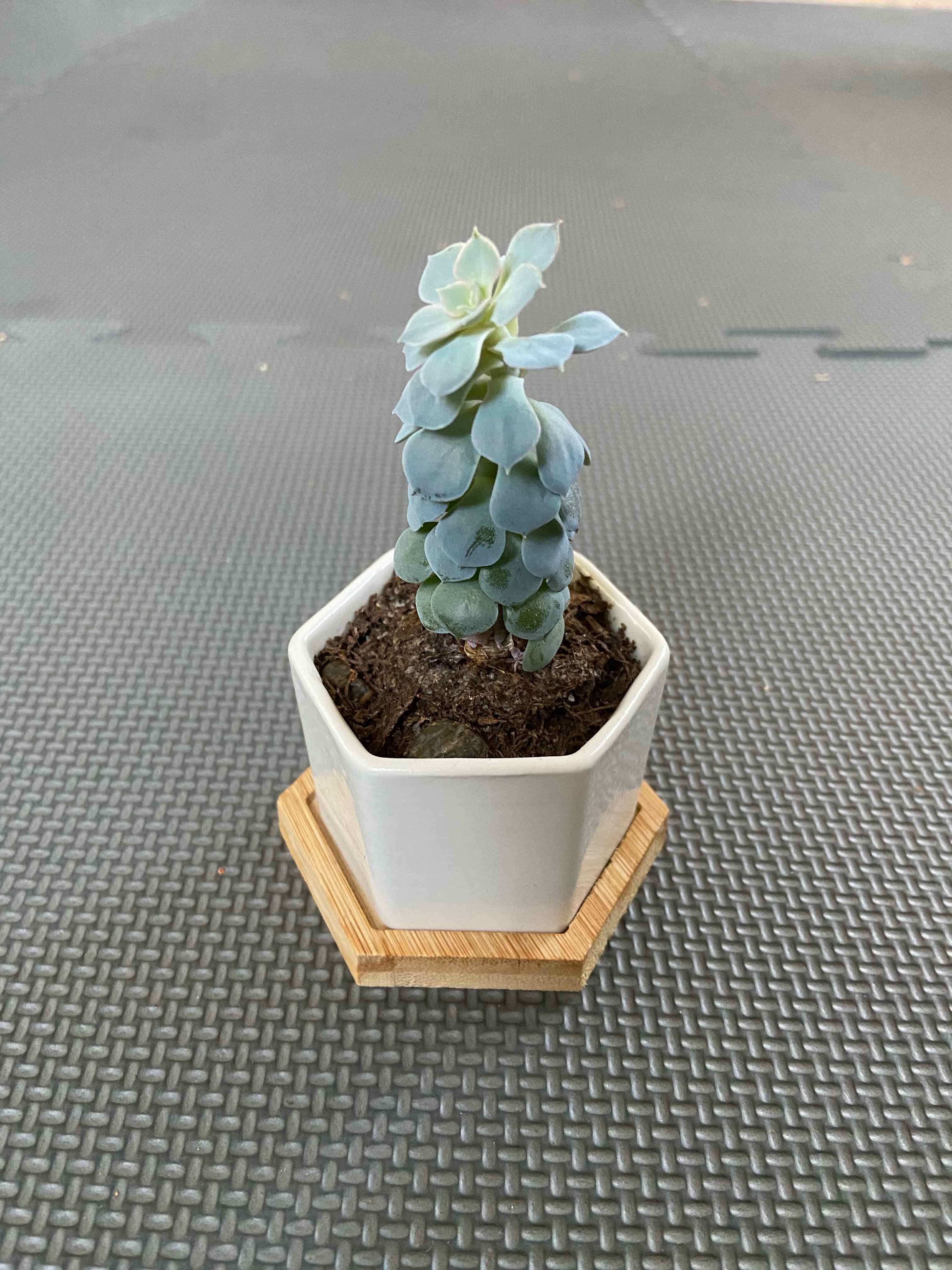 Chalk Dudleya plant in a hexagonal pot on a wooden coaster, healthy and well-framed.