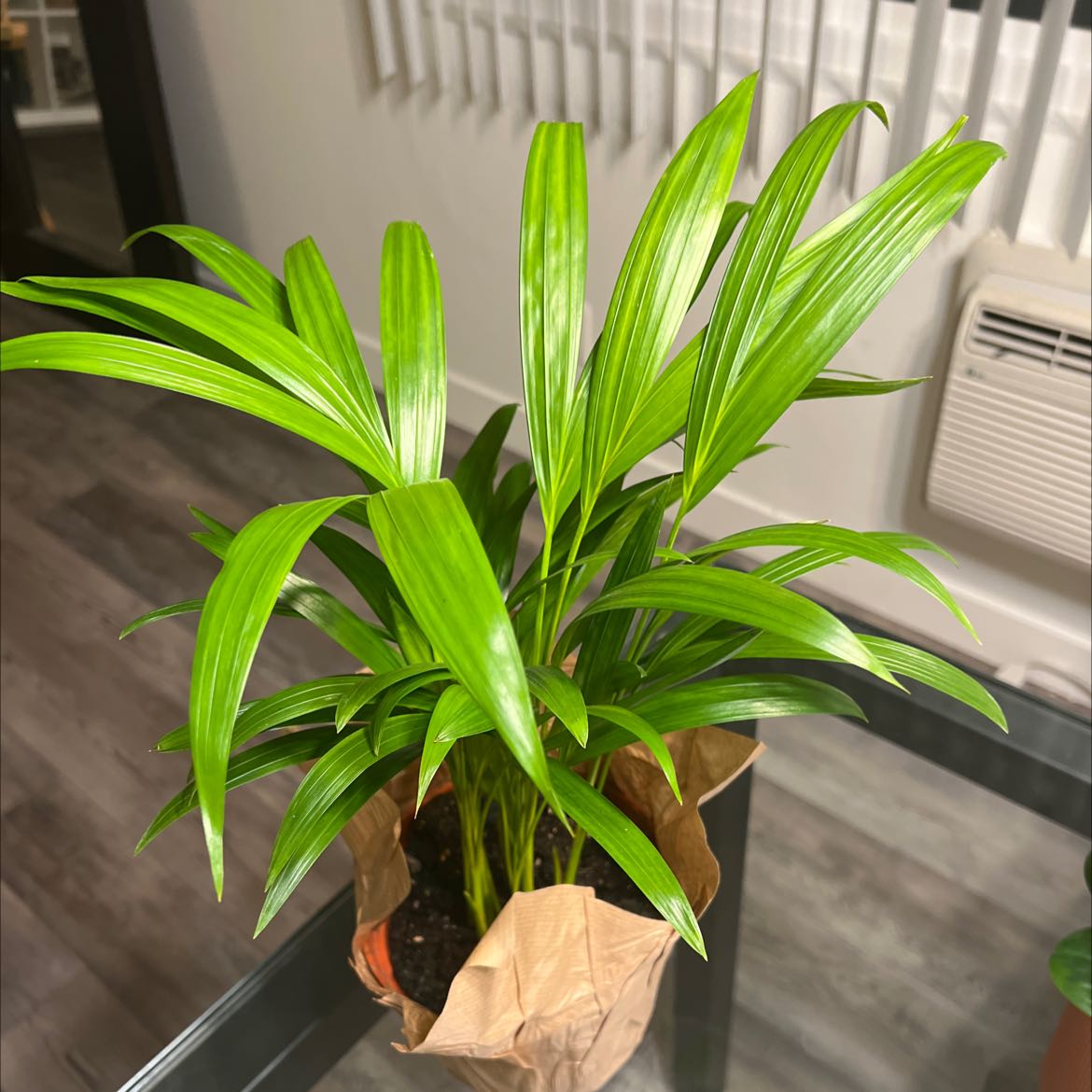 Photo of the plant species Rhapsis Palm by @RaqWaj named Green Bean on Greg, the plant care app