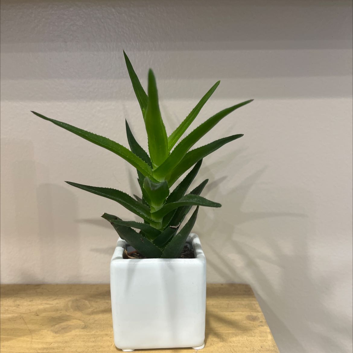 Photo of the plant species Climbing Aloe by @Mrs.c named Nataly on Greg, the plant care app