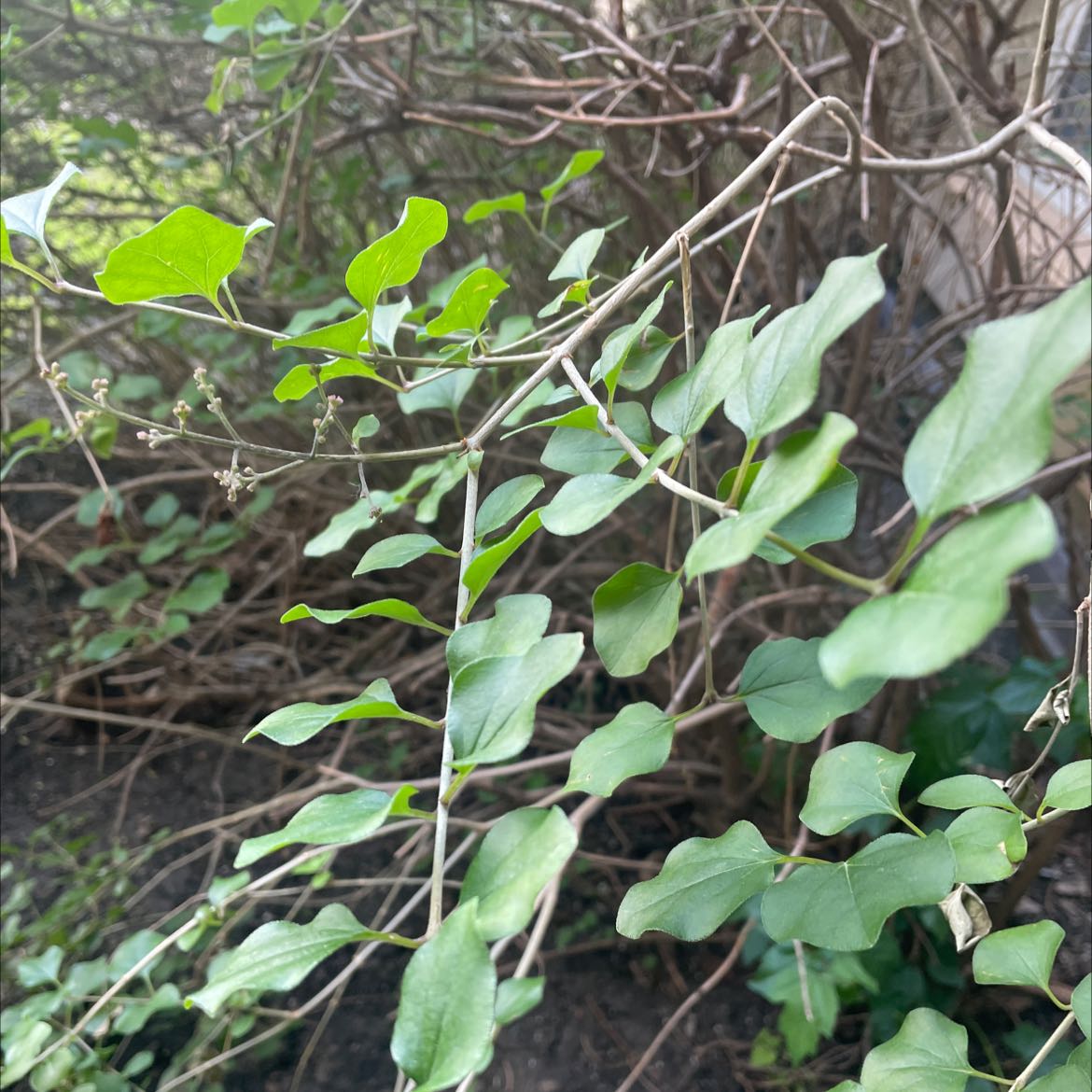 Photo of the plant species Bloomerang Purpink® Reblooming Lilac by @ZealousFilbert named Your plant on Greg, the plant care app