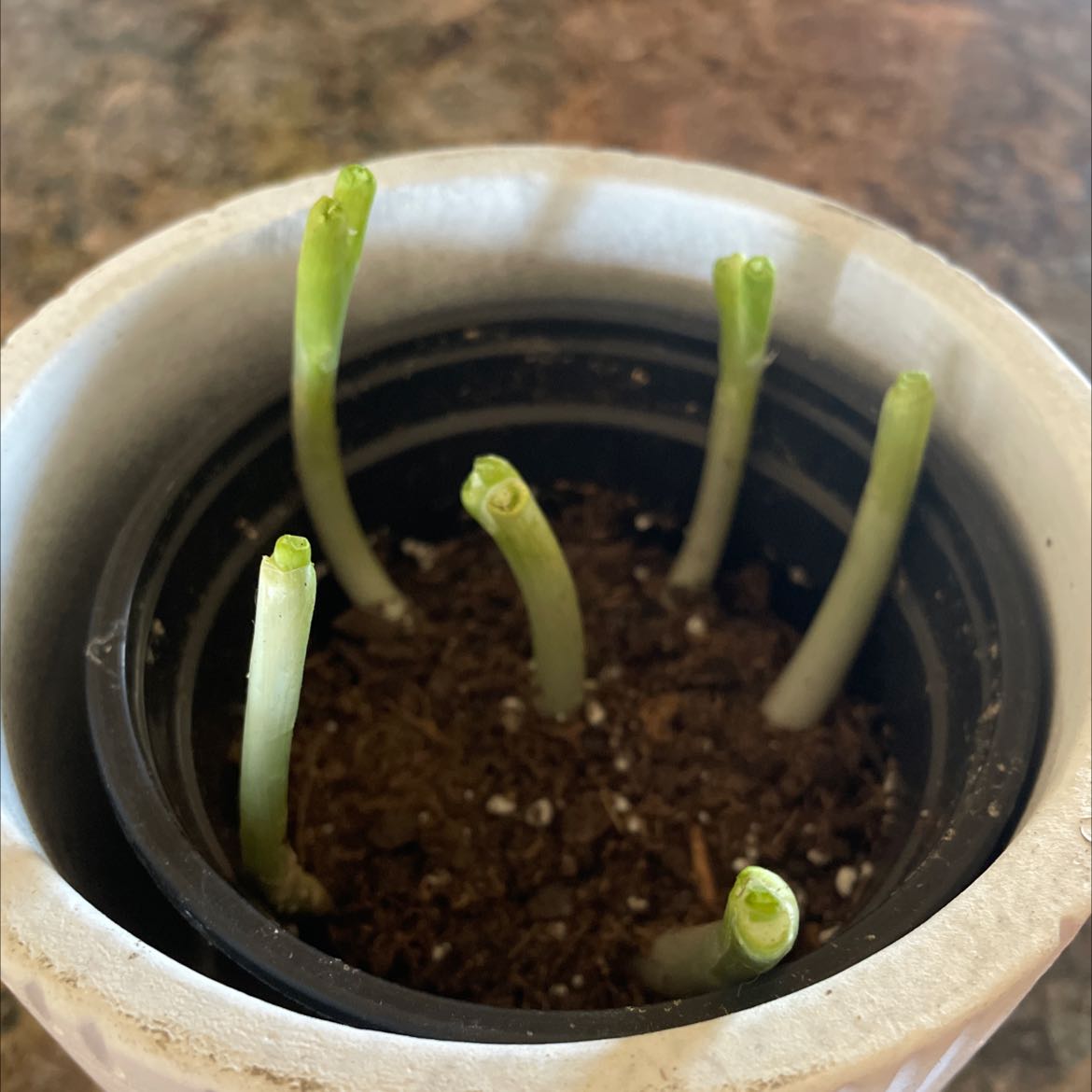 Potted Long Green Onion plant with several green shoots emerging from the soil.