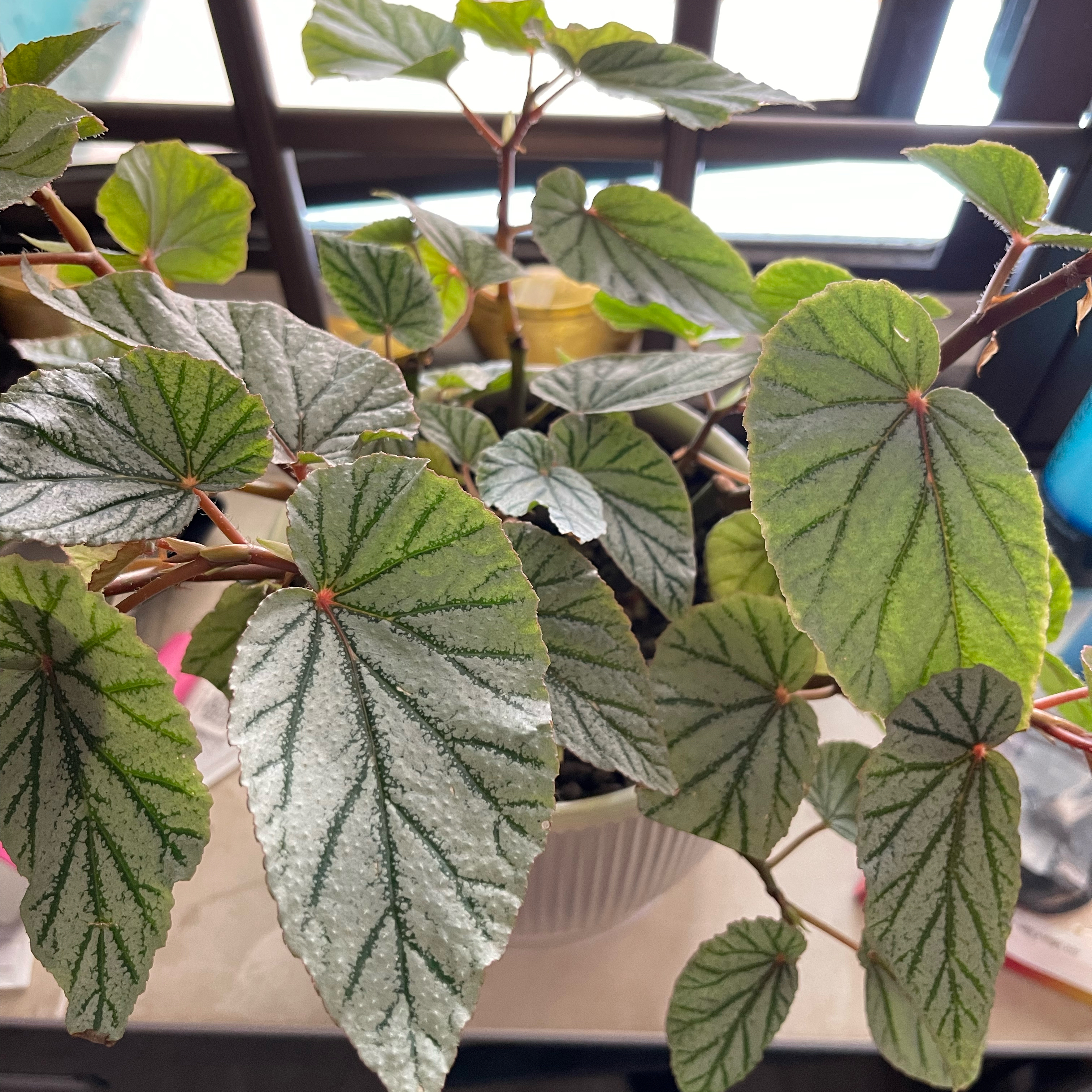 Photo of the plant species Begonia 'Don Miller' by @SupernalAnacua named Marilyn on Greg, the plant care app