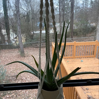 Aloe Vera plant in Douglasville, Georgia