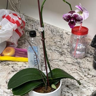 Phalaenopsis Orchid plant in Douglasville, Georgia