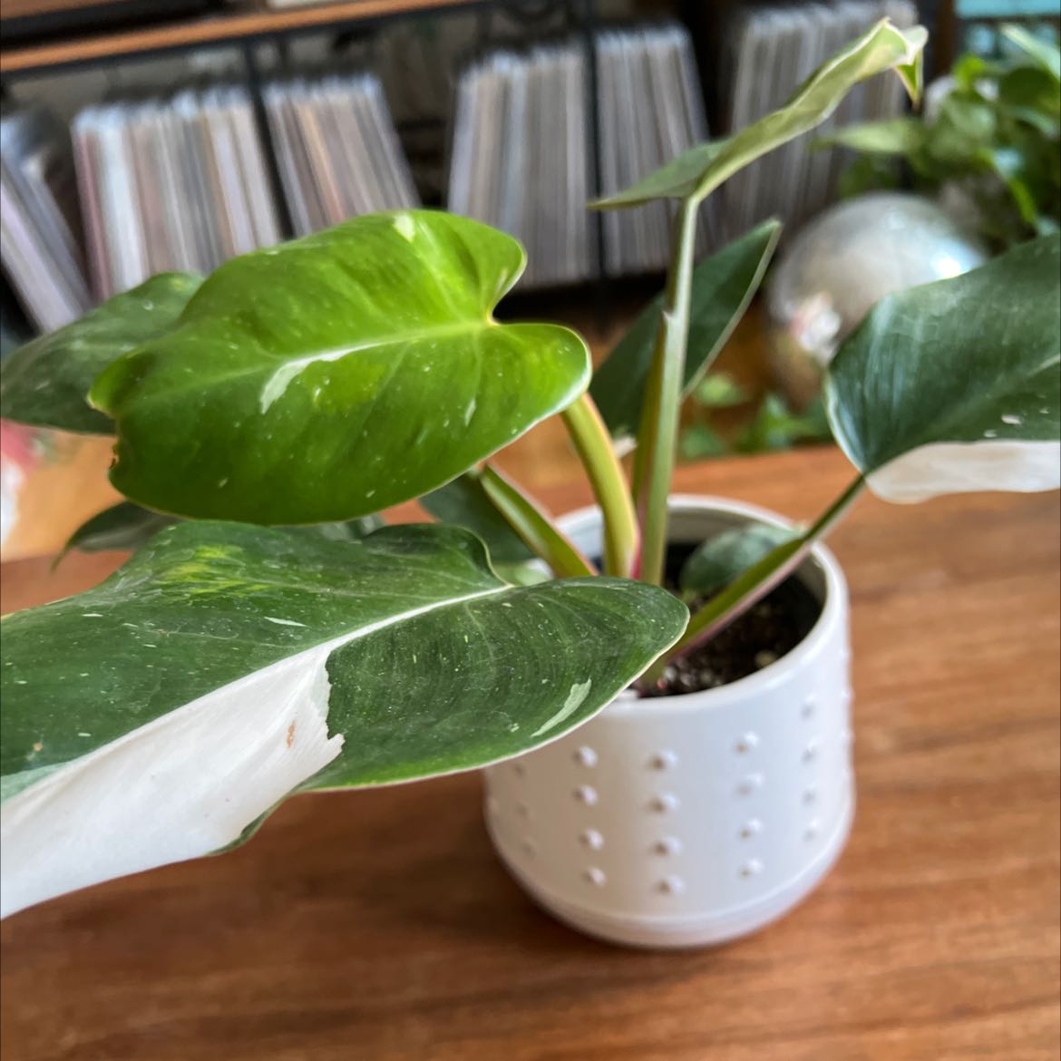 Philodendron 'White Princess' plant in a white pot with green and white variegated leaves.