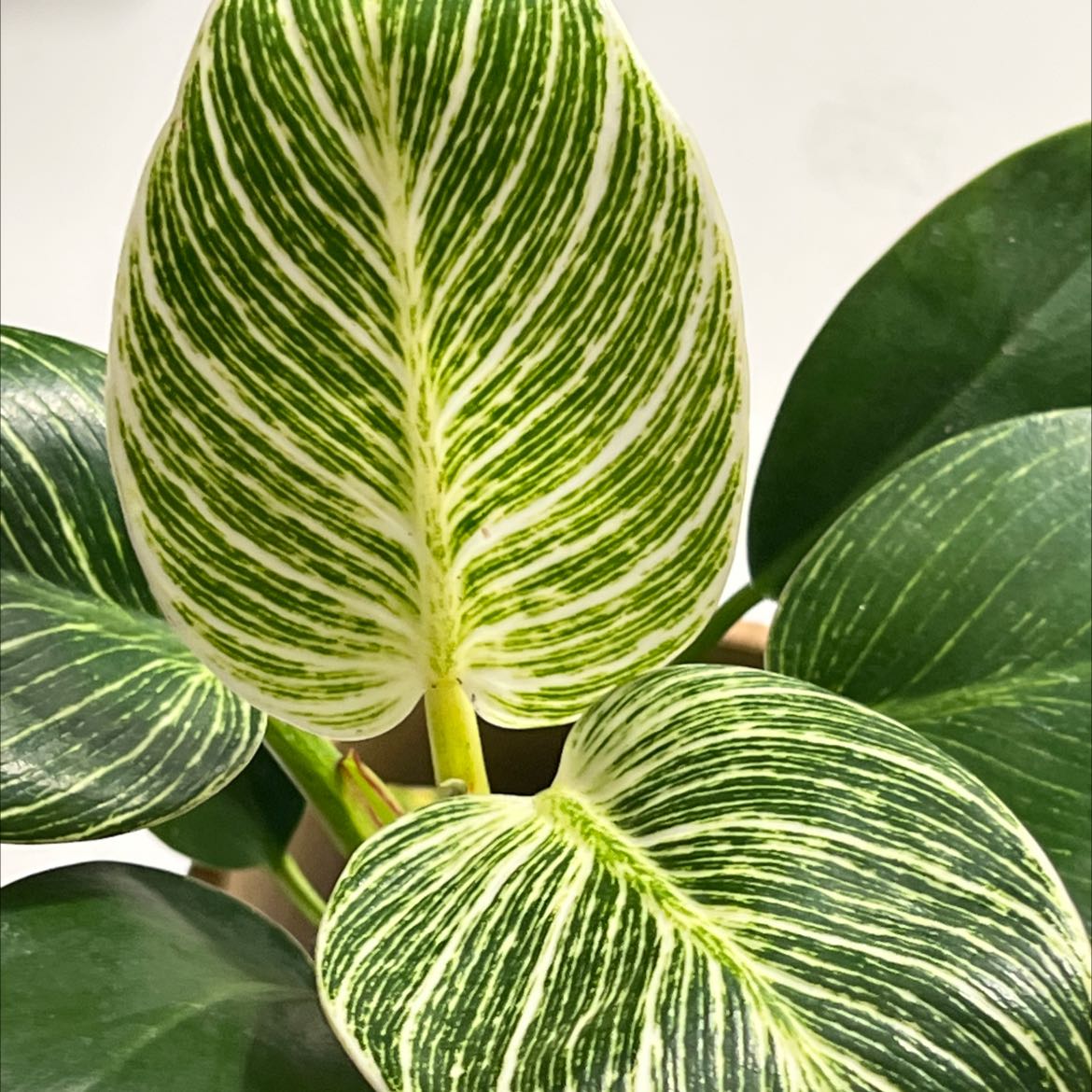 Photo of the plant species Philodendron Birkin by @Mondy named Eddy on Greg, the plant care app