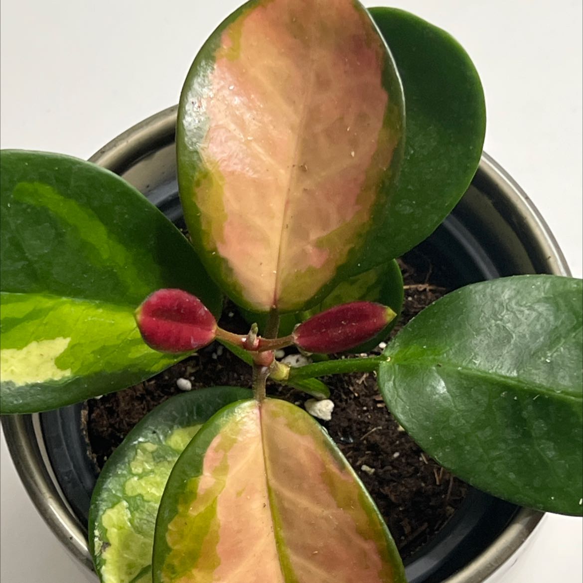 Hoya 'Lisa' plant in a pot with variegated leaves and visible soil.