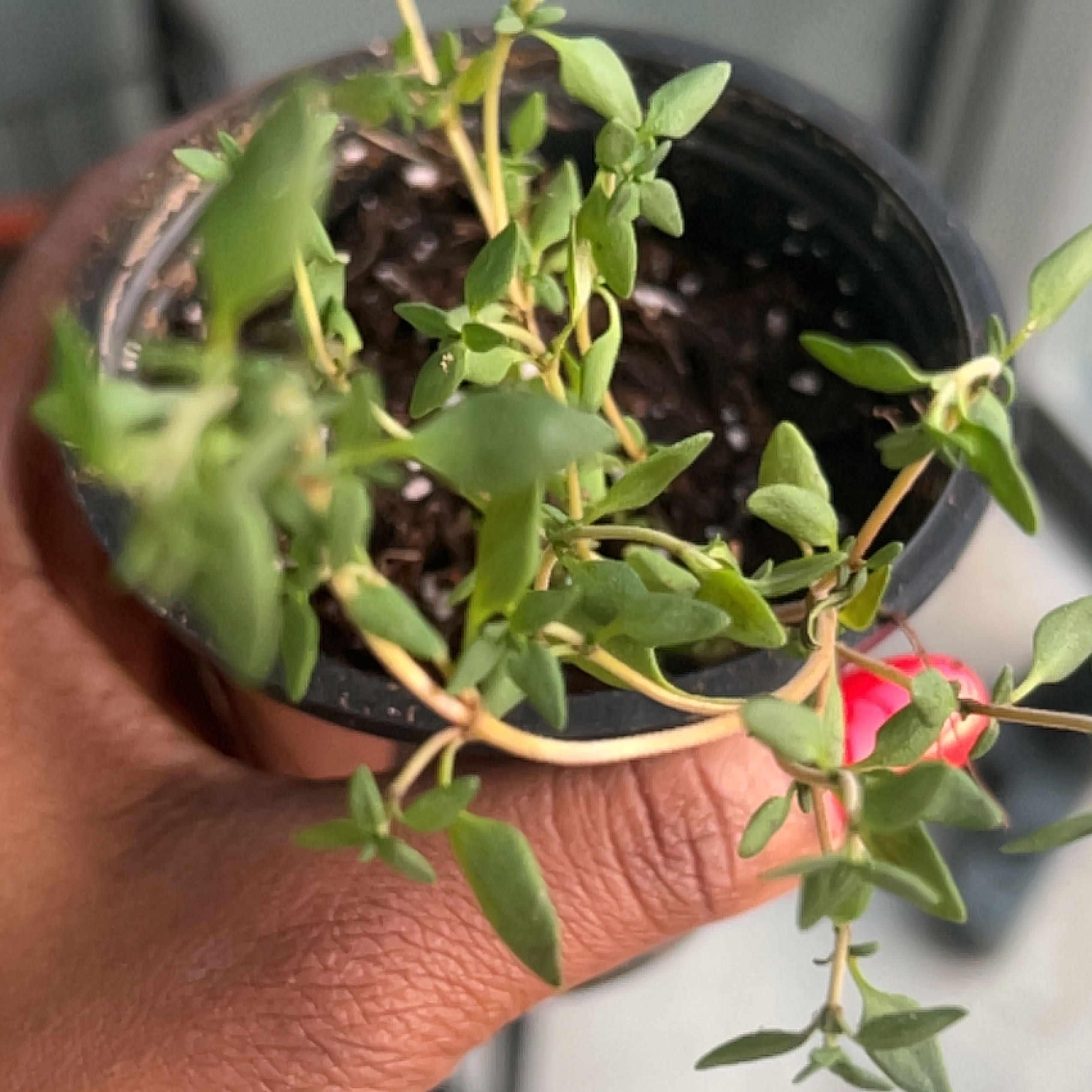 A hand holding a small potted thyme plant with vibrant green leaves. The plant appears healthy and is the focus of the slightly blurred image.