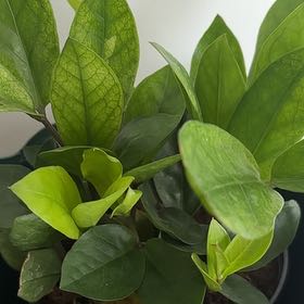 Photo of the plant species Chameleon ZZ Plant by @Mondy named Charm on Greg, the plant care app