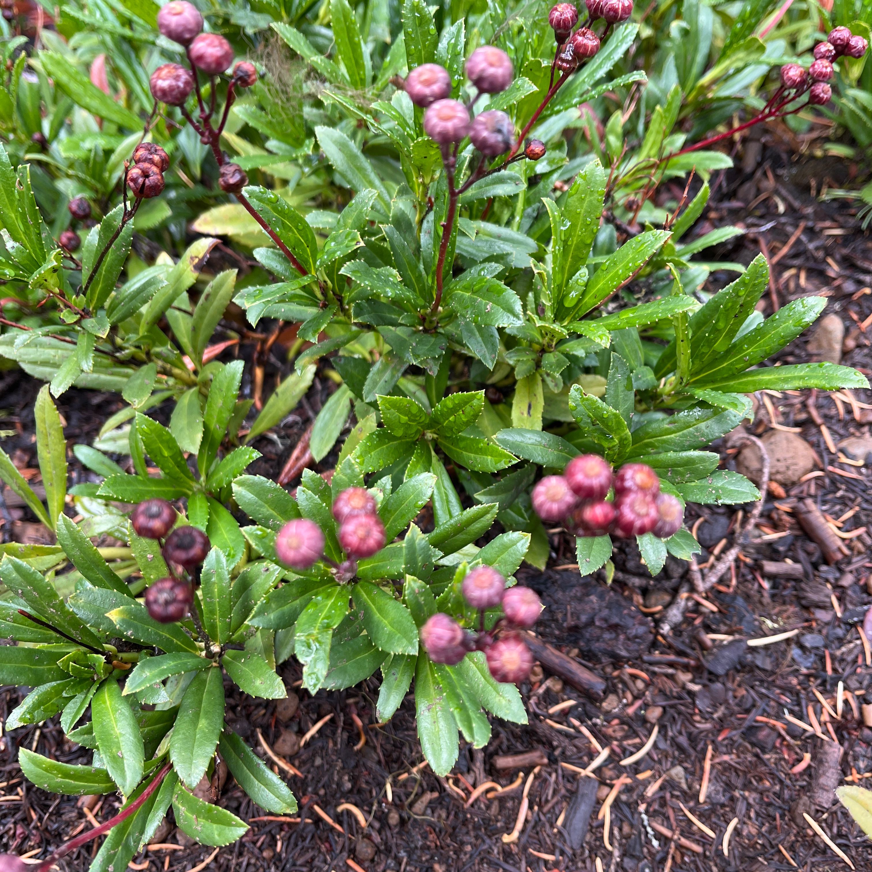 Alpenrose plant with green leaves and clusters of small, round, purple buds. Soil is visible.