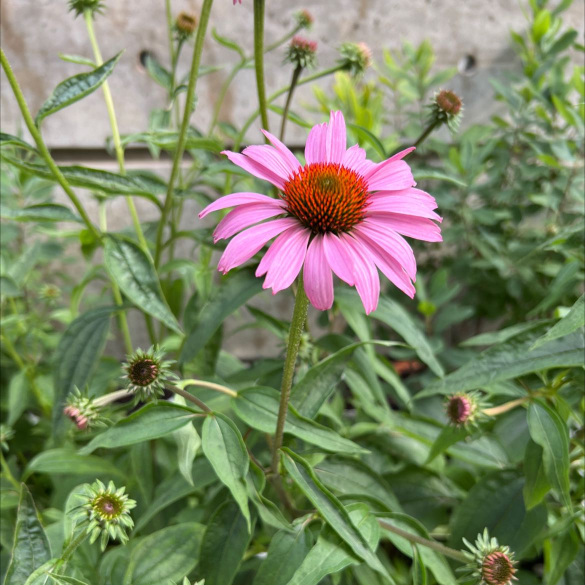 Purple Coneflower (Echinacea purpurea) in bloom with vibrant pink petals and a prominent central cone.