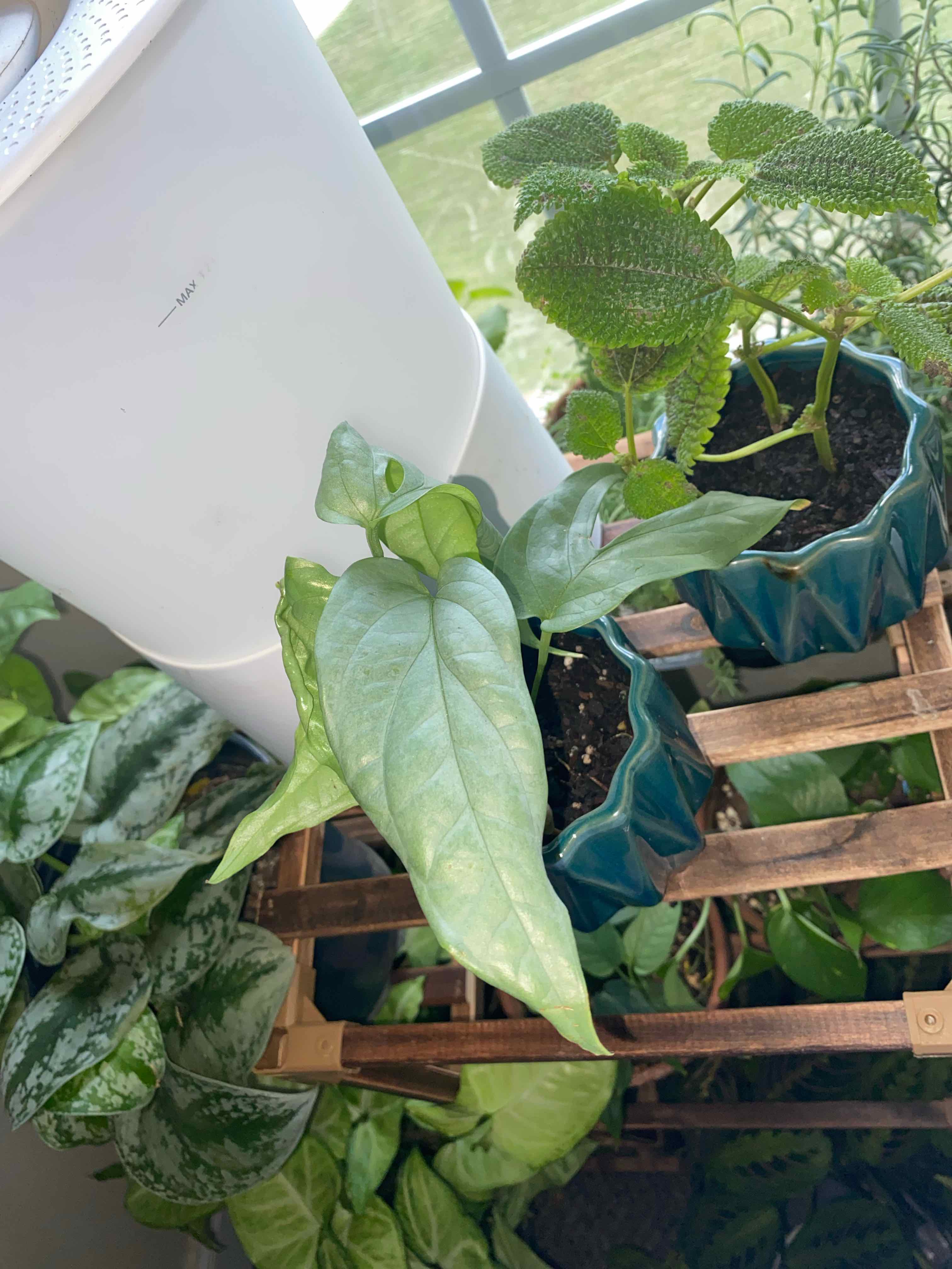 Amydrium 'Spider Man' plant in a blue pot near a window with other plants in the background.