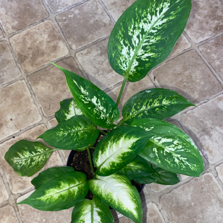 Dieffenbachia 'Compacta' plant with variegated green and white leaves in a pot.