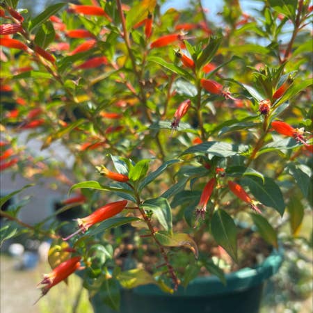 Photo of the plant species Cigar Flower by Fruitfuljade named Firecracker plant on Greg, the plant care app