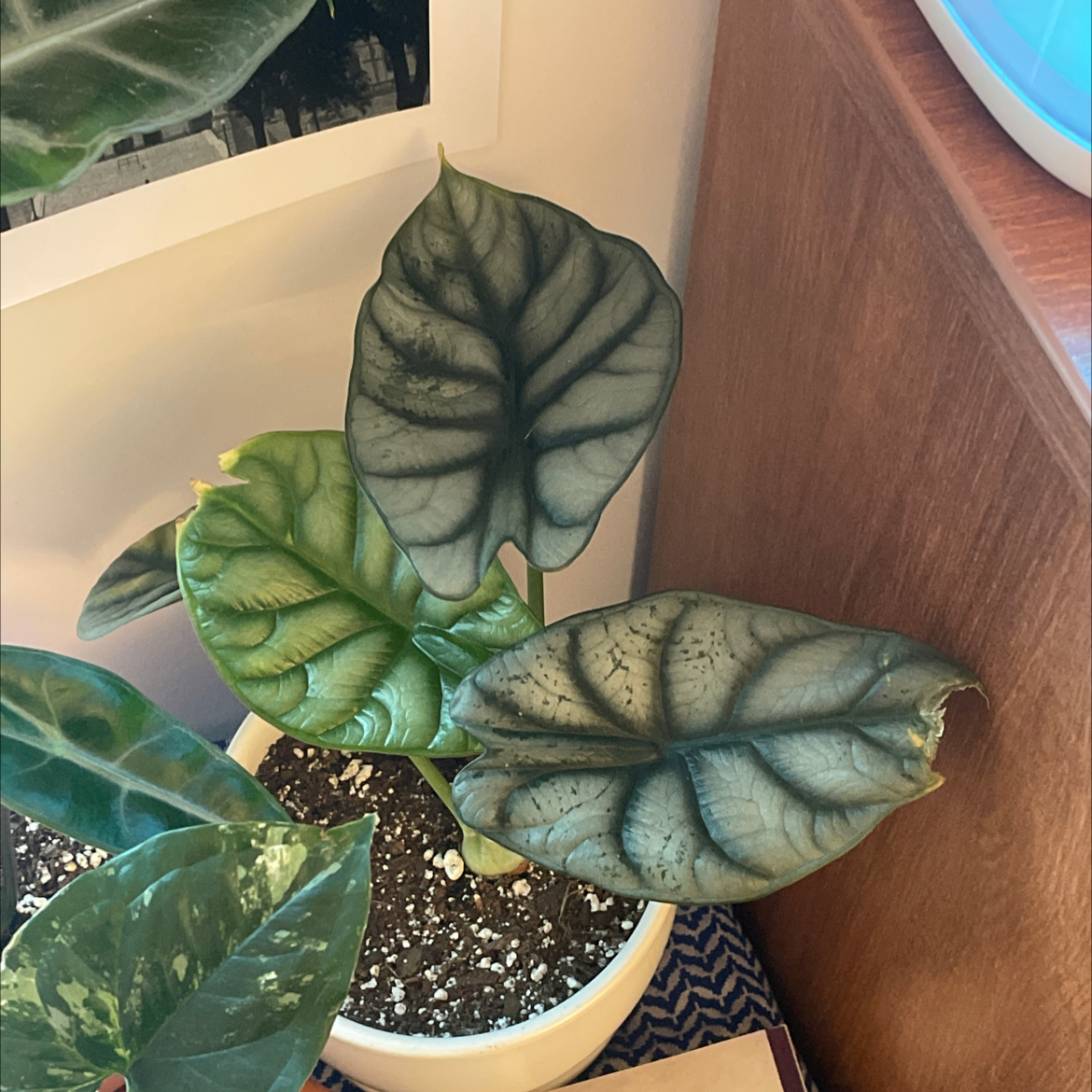 Alocasia 'Dragon Scale' plant in a pot with characteristic dark green, scale-like leaves.
