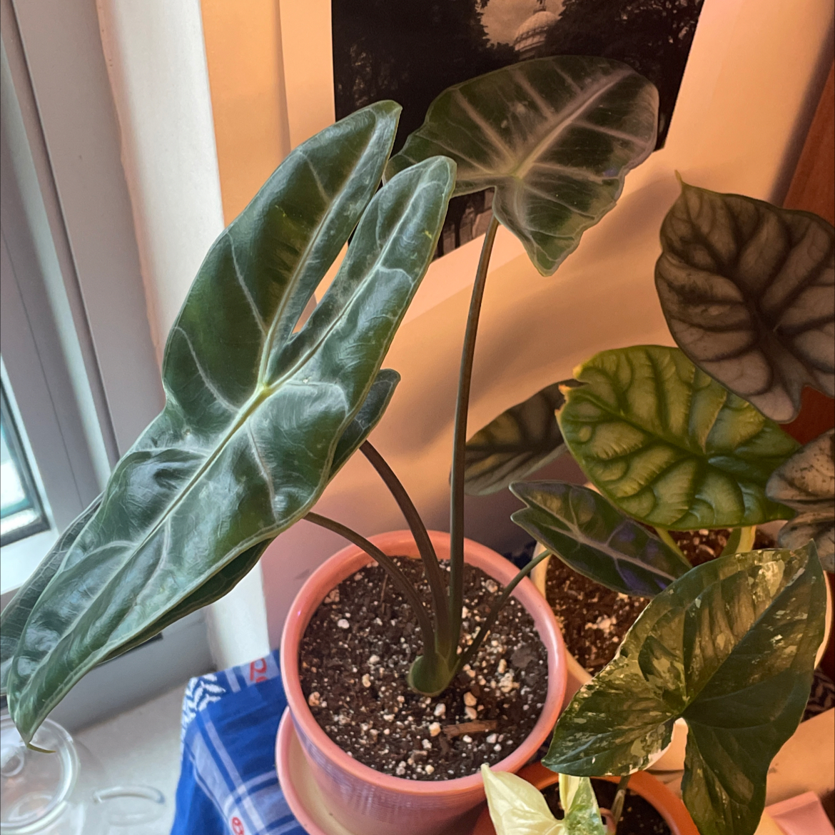 Alocasia longiloba plant in a pink pot with healthy green leaves.