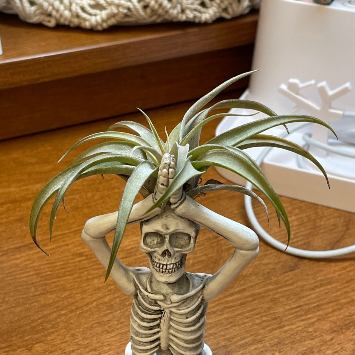 Tillandsia Xerographica plant on a decorative skeleton figure, healthy green leaves.