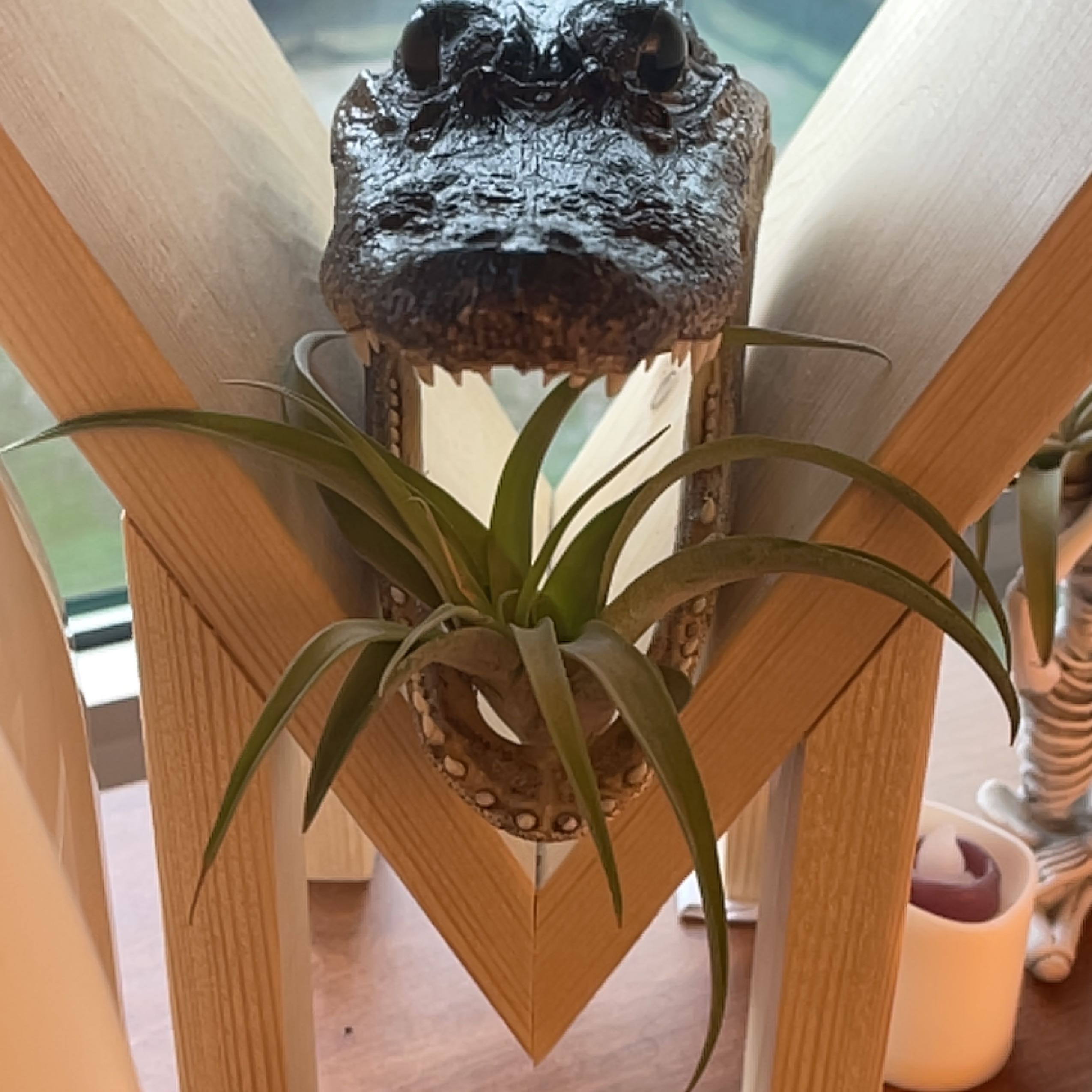 Spreading Airplant in a decorative alligator head, healthy green leaves.