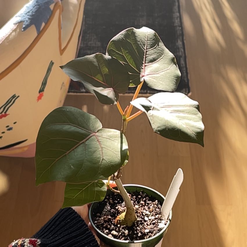 Petiolate Fig plant in a pot with dark green leaves, visible soil, and a hand holding the pot.