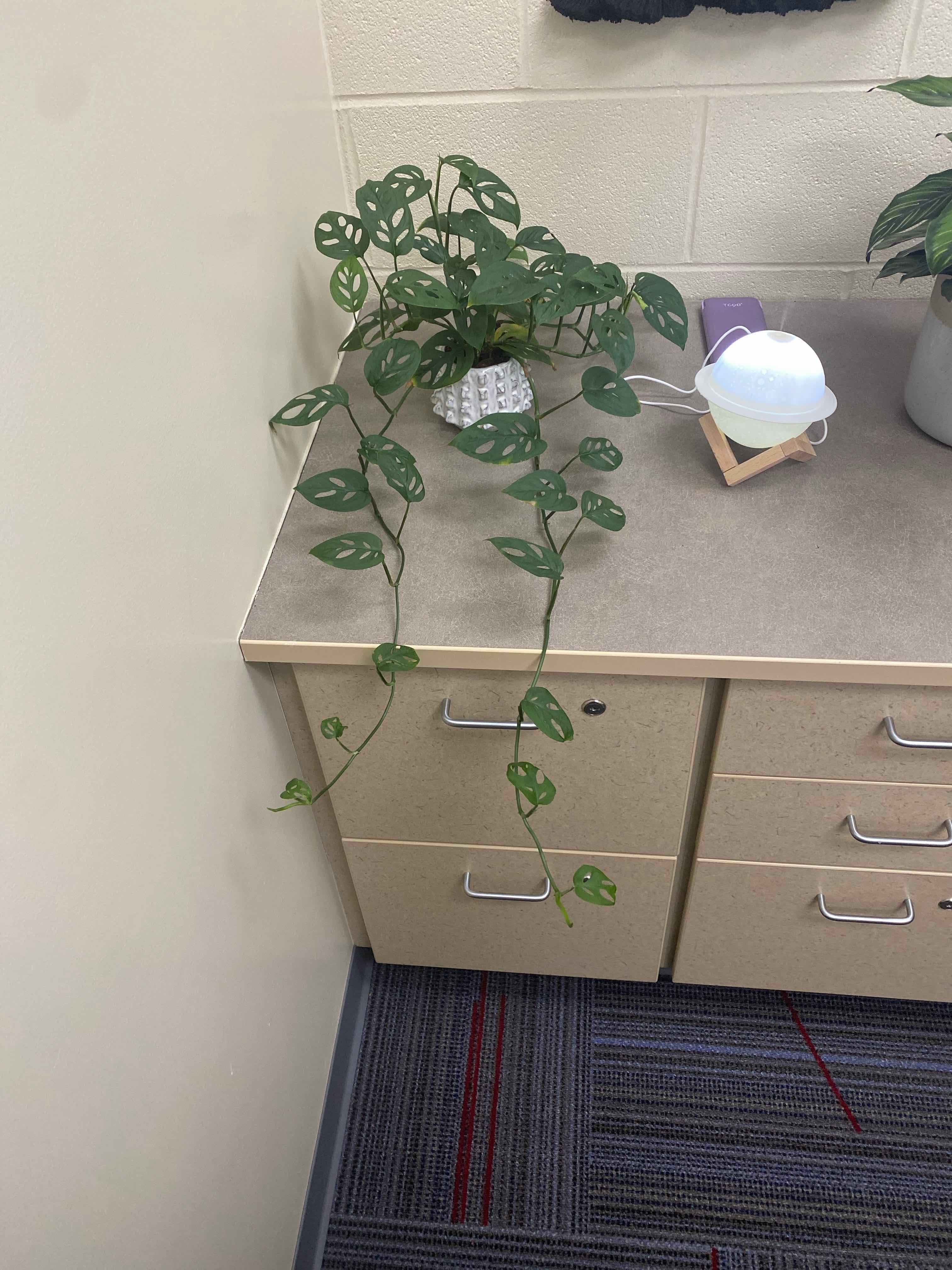 Swiss Cheese Vine (Monstera adansonii) on a desk with healthy perforated leaves.