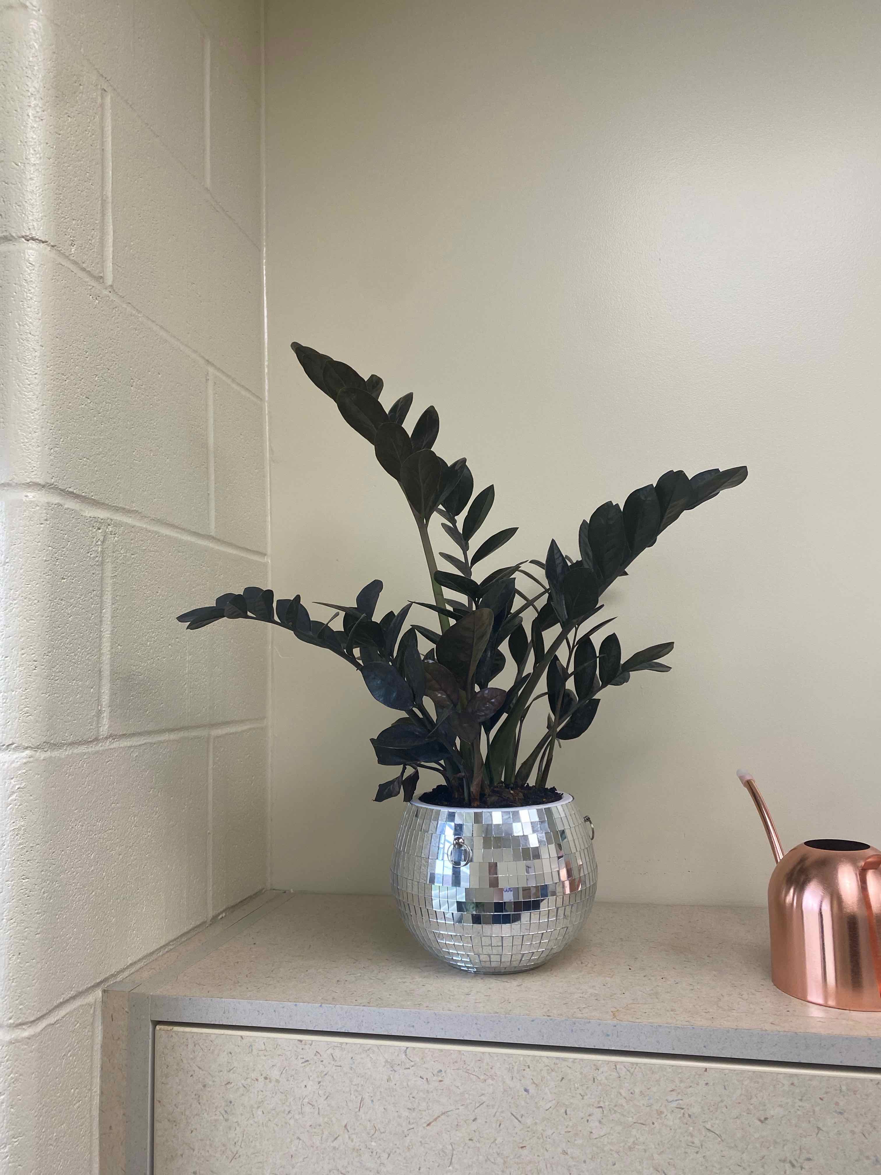 Why Are My Raven Zz Plant Leaves Curling?