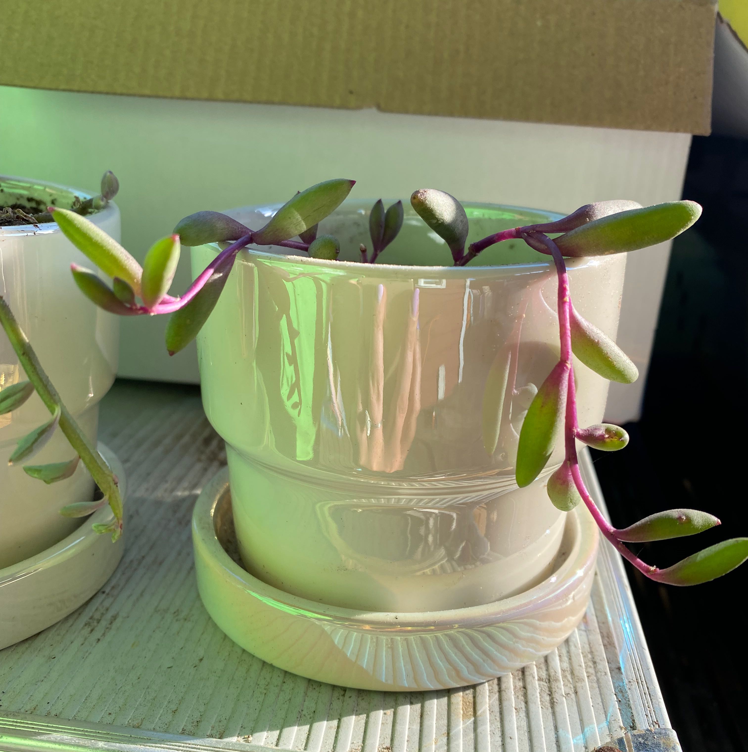 Potted ruby necklace plant with reddish stems and green leaves.