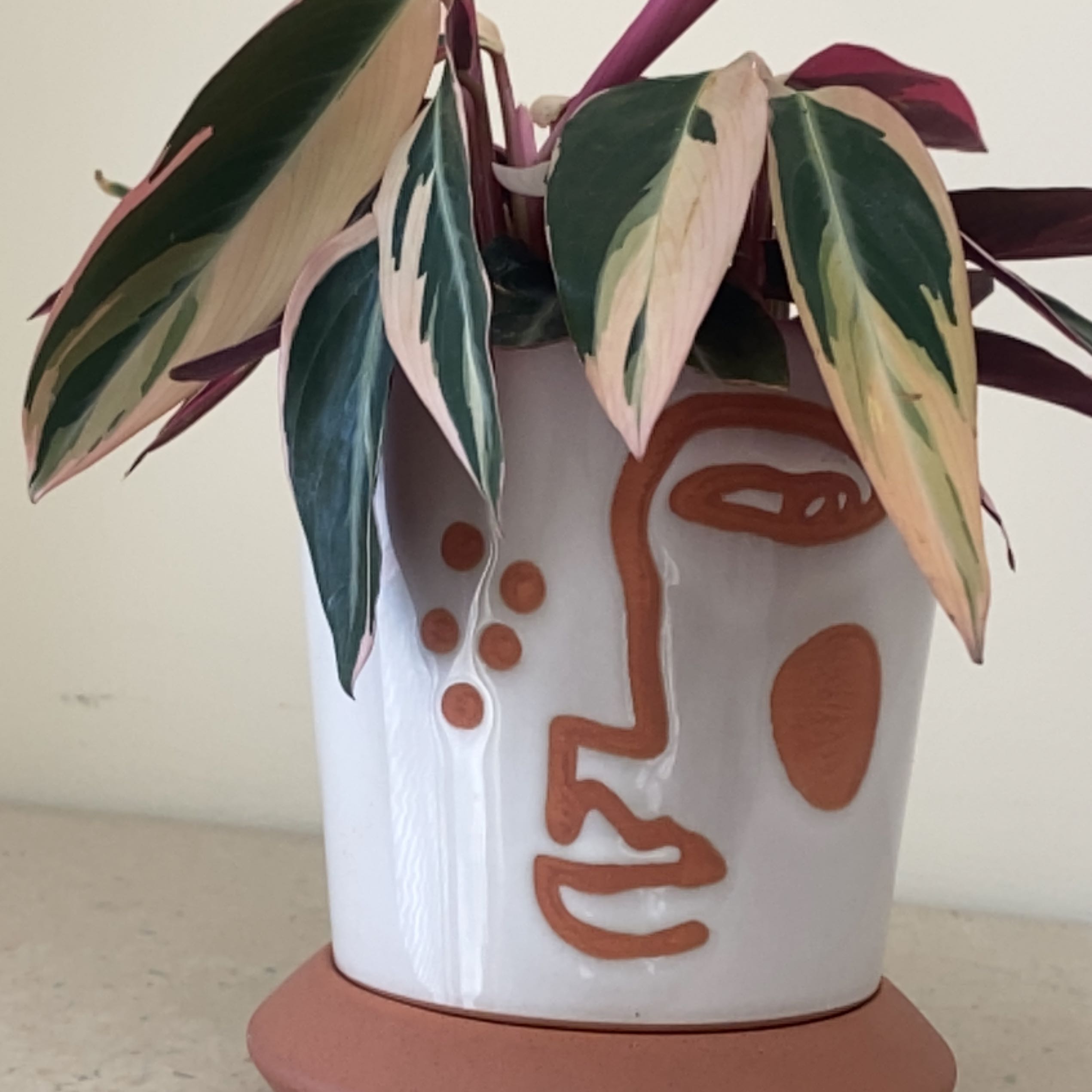 Stromanthe sanguinea 'Tricolor' plant in a decorative pot with green, white, and pink leaves.