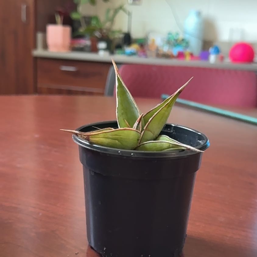 Photo of the plant species Walking Snake Plant by @Christine named Treeyoncé on Greg, the plant care app