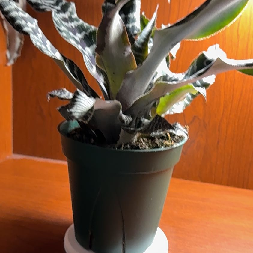 Photo of the plant species Zebra Plant by @Christine named Hamilton on Greg, the plant care app