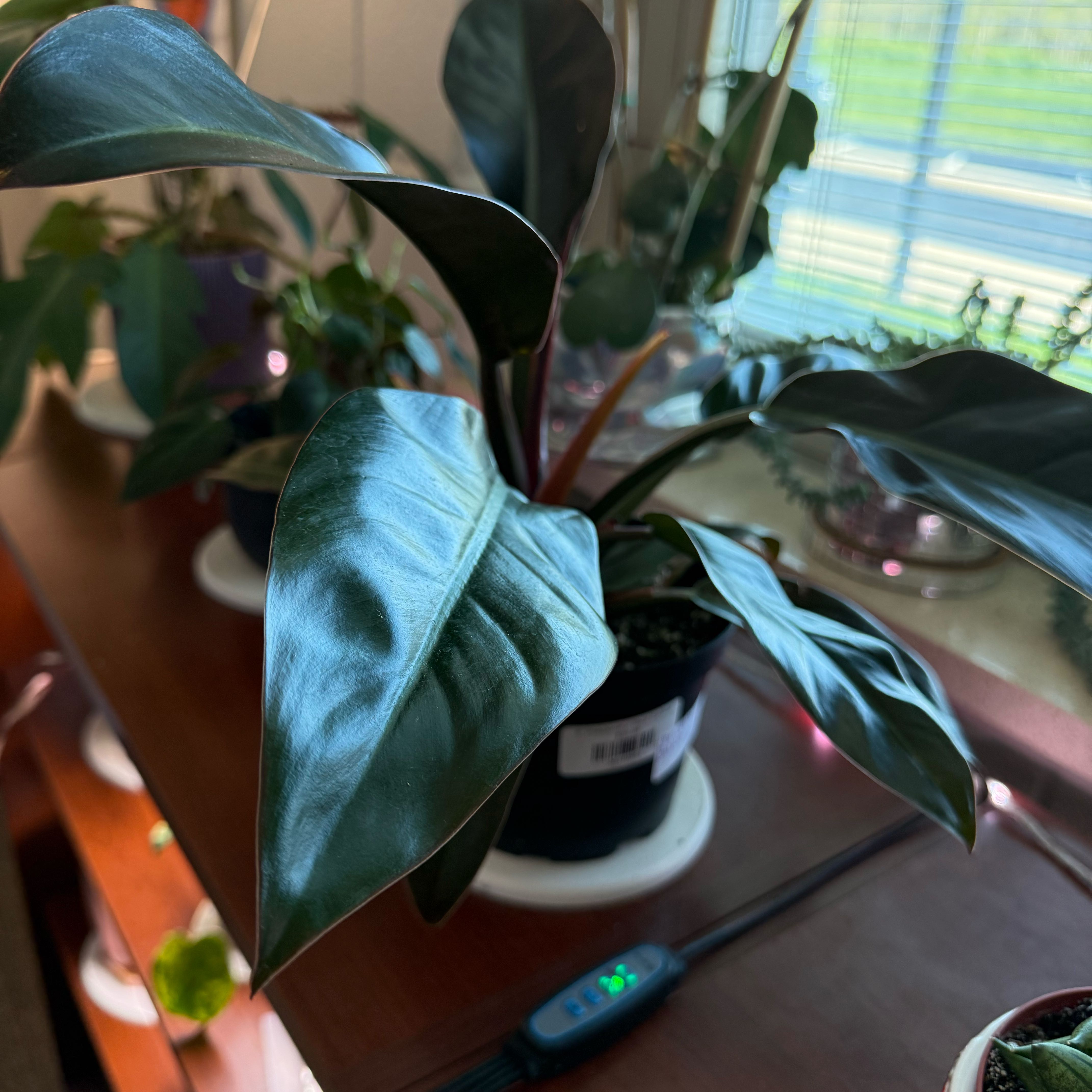 Photo of the plant species Philodendron 'Black Cardinal' by @Christine named Leonardo on Greg, the plant care app