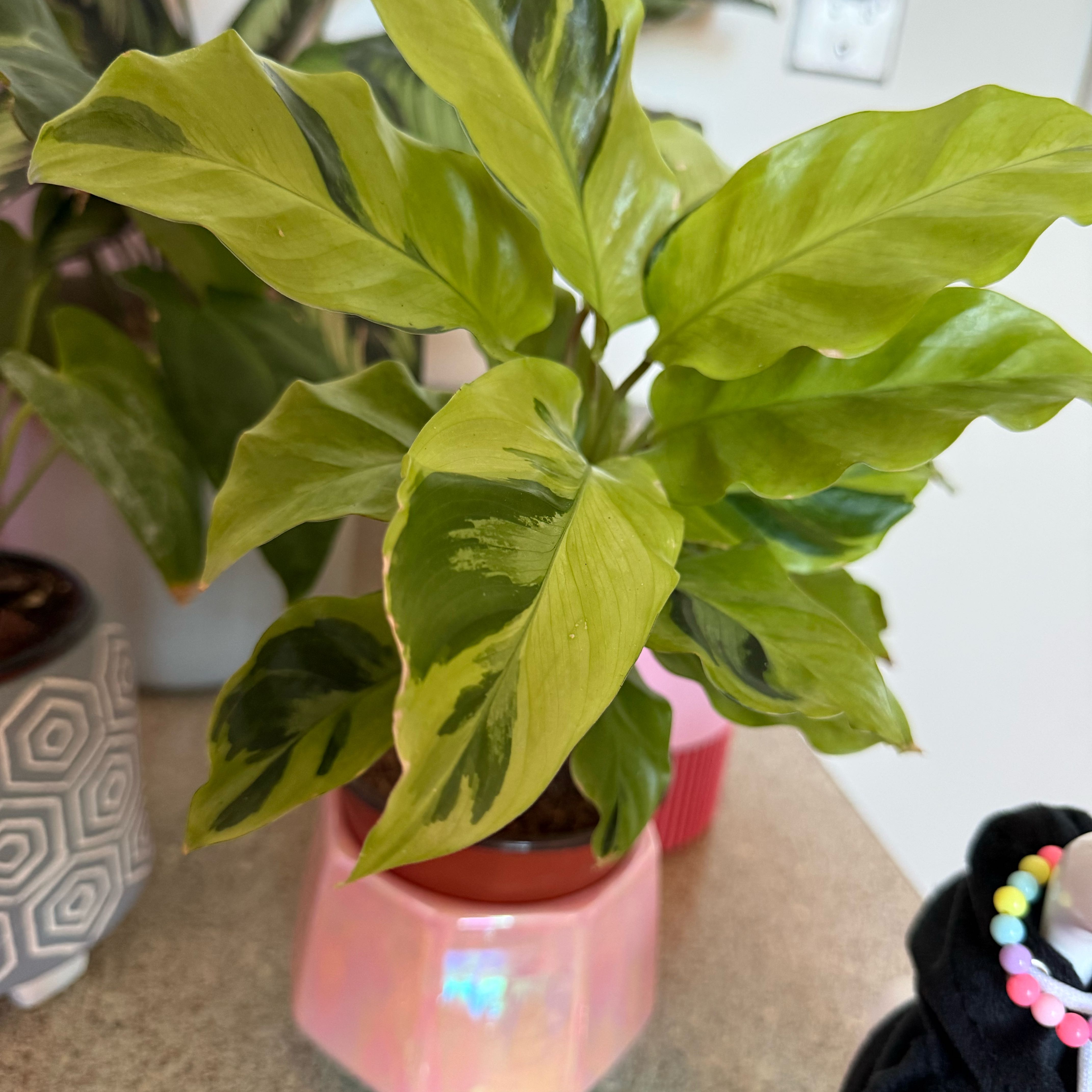 Photo of the plant species Calathea Yellow Fusion by @Christine named ChloroPhil on Greg, the plant care app