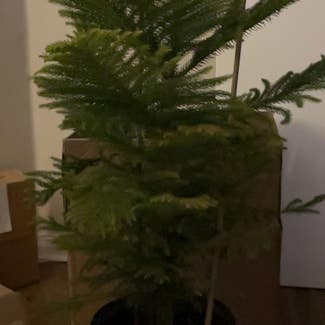 Norfolk Island Pine plant in Pearland, Texas
