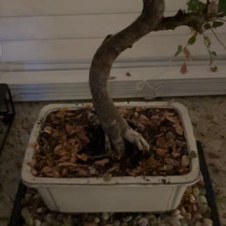 Ficus Ginseng plant in Pearland, Texas